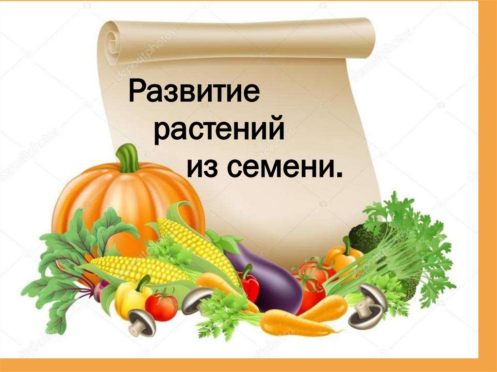 Развитие растений из семени - презентация онлайн