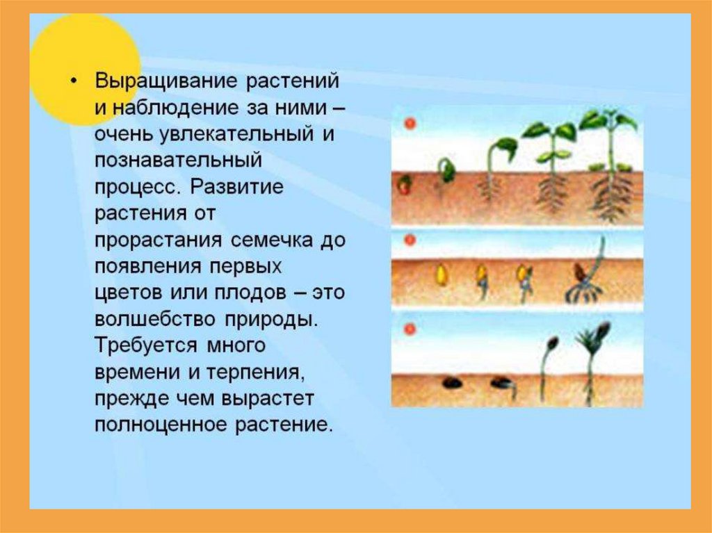 Условия роста растений 6 класс. Условия прорастания семян. Процесс развития растений. Наблюдение за развитием растений. Наблюдения как растёт растения.