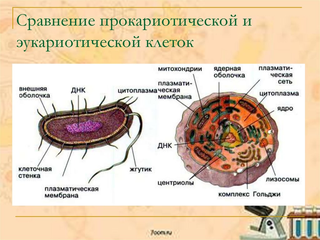 В состав эукариотической клетки входят. Строение прокариотической клетки. Прокариотическая и эукариотическая клетка. Строение бактерии. Строение прокариотической и эукариотической клеток.