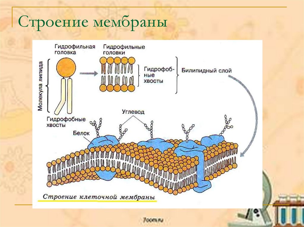 Фиброзная оболочка строение