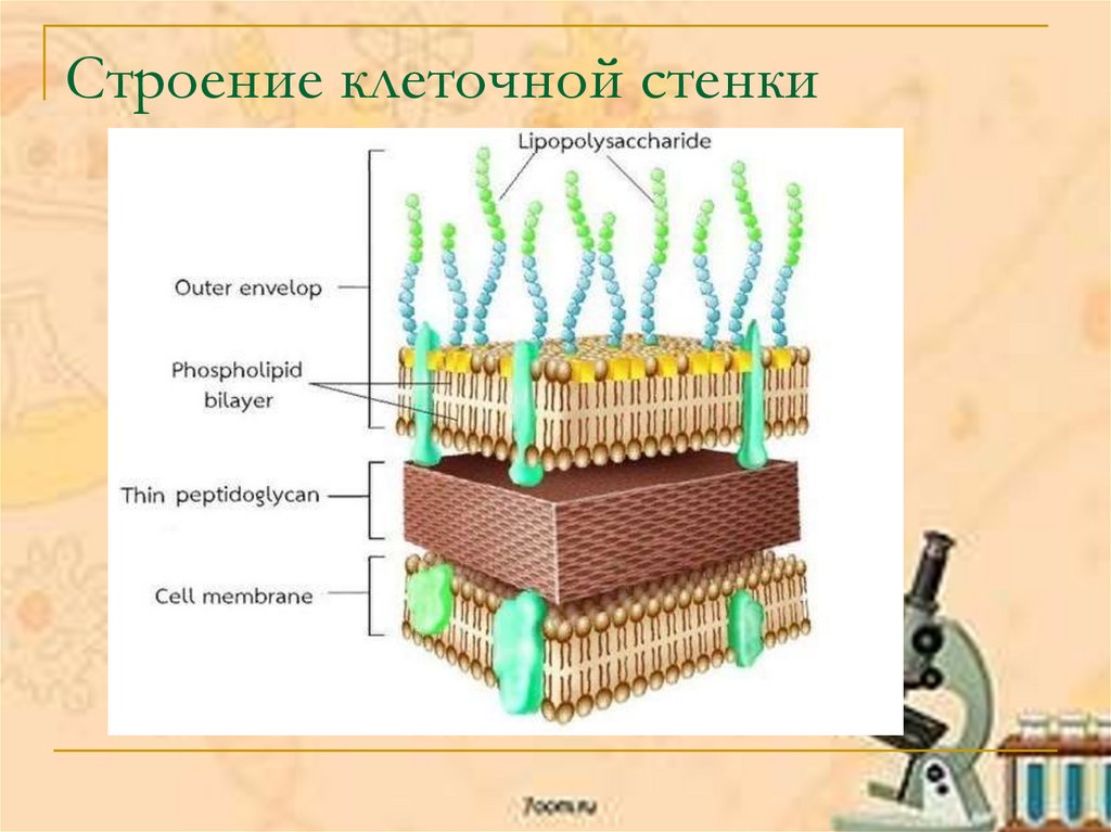 Стенка клетки состоит