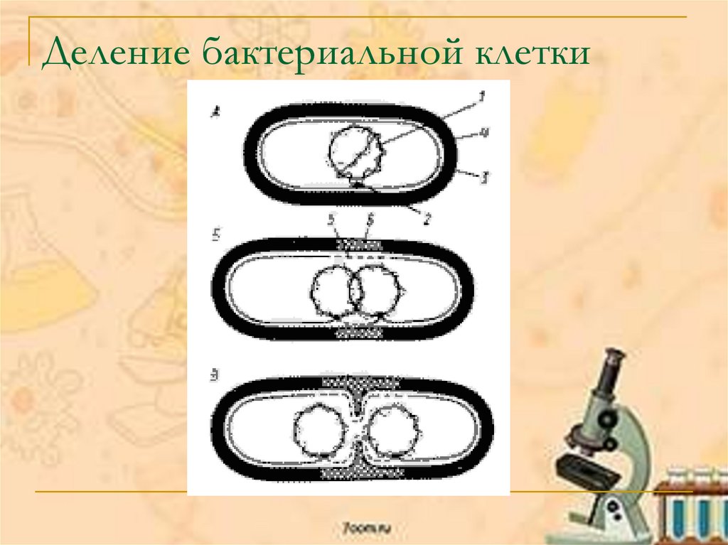 Способы деления клетки бактерий