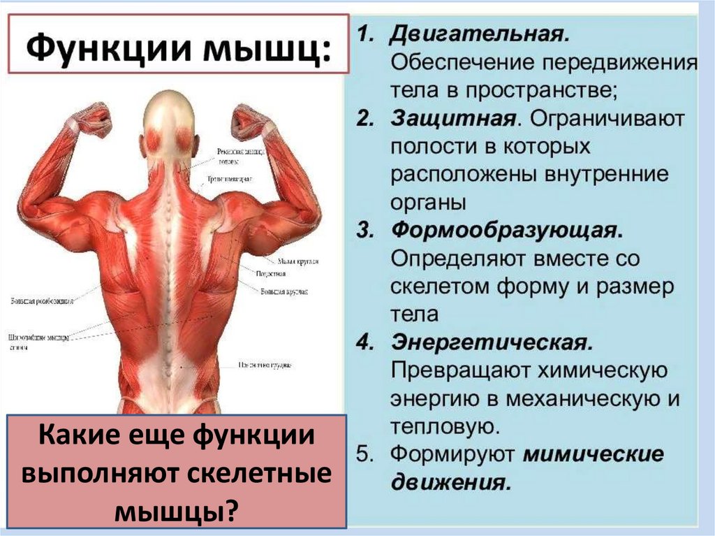 Функция каждой мышцы. Органы мышечной системы и функции системы. Функции скелетных мышц. Строение и функции мышц. Основные функции мышц.