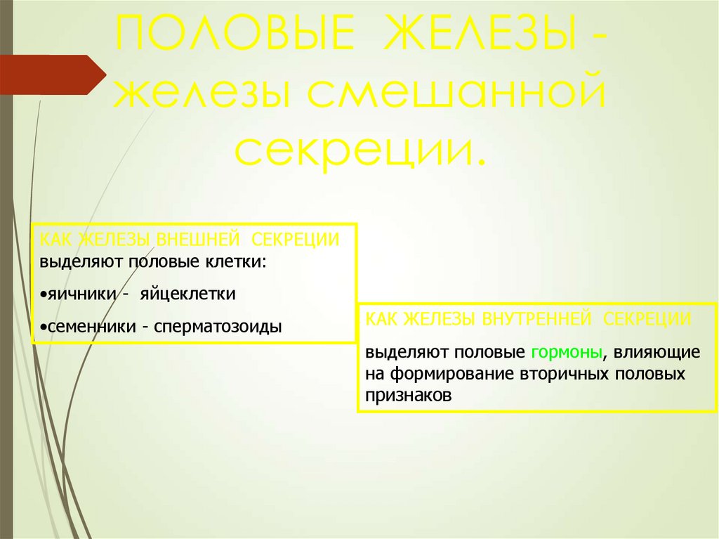 Железы смешанной секреции выделяют. Половые железы это железы внешней секреции. Семенник железа смешанной секреции. Половые железы смешанной секреции.