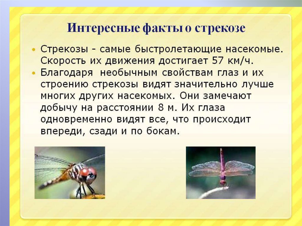 Стрекоза 2 класс. Интересные факты о стрекозах. Стрекоза презентация. Стрекоза интересные факты для детей. Стрекоза насекомое интересные факты.