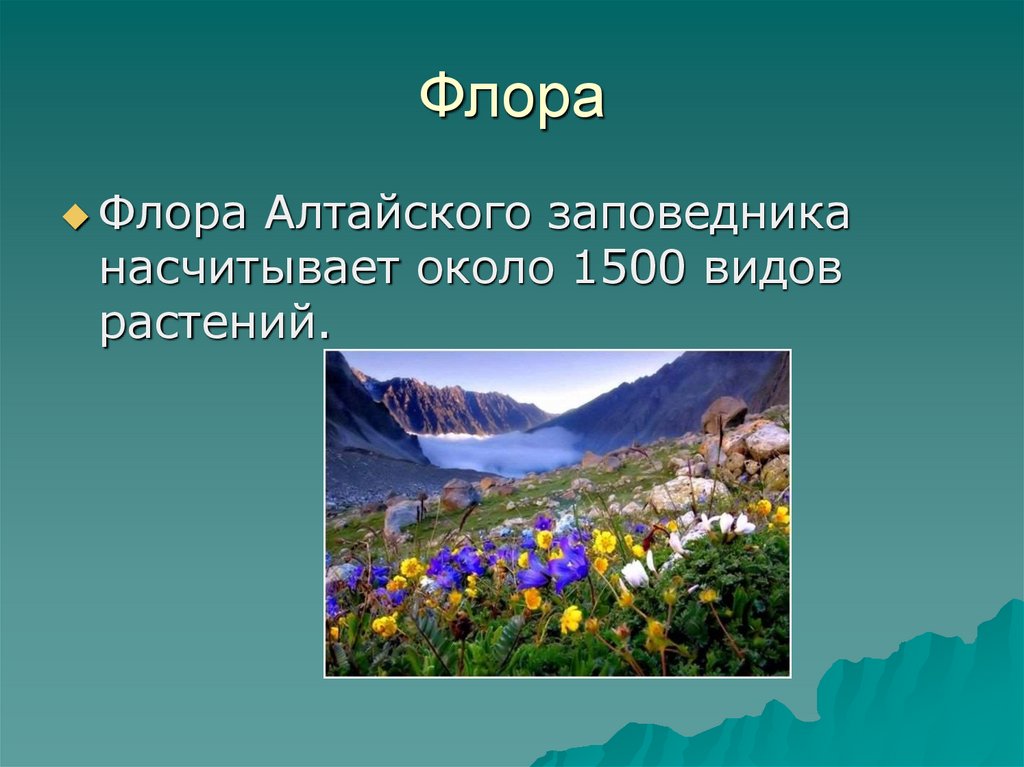 Презентация алтайский заповедник россии