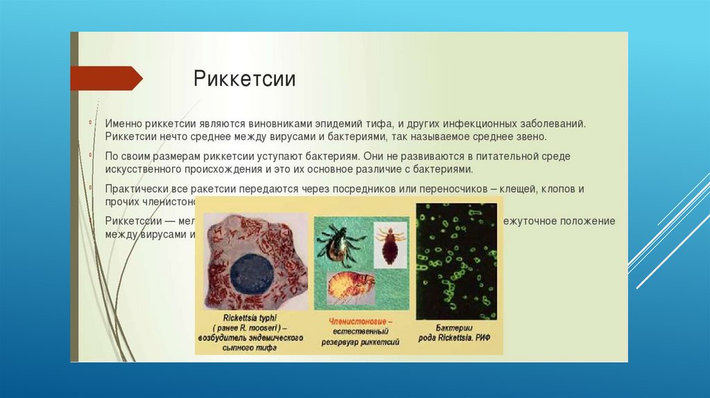 Токсины риккетсий. Риккетсия Провачека. Переносчики риккетсий Провачека. Риккетсия Провачека фото. Риккетсии Тип питания.