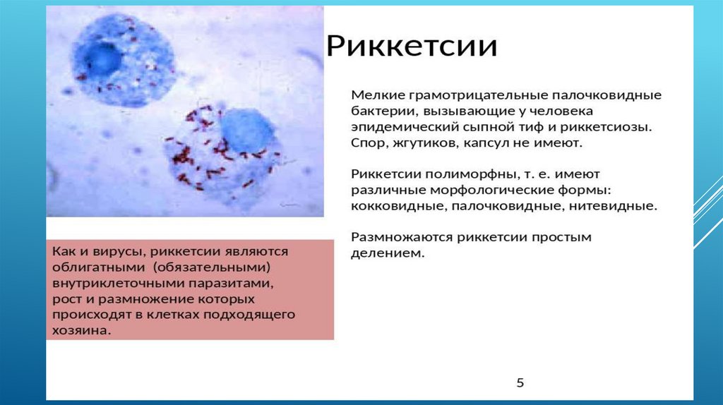 Переносчиками сыпного тифа являются тест. Морфология риккетсий микробиология. Риккетсия Провачека.