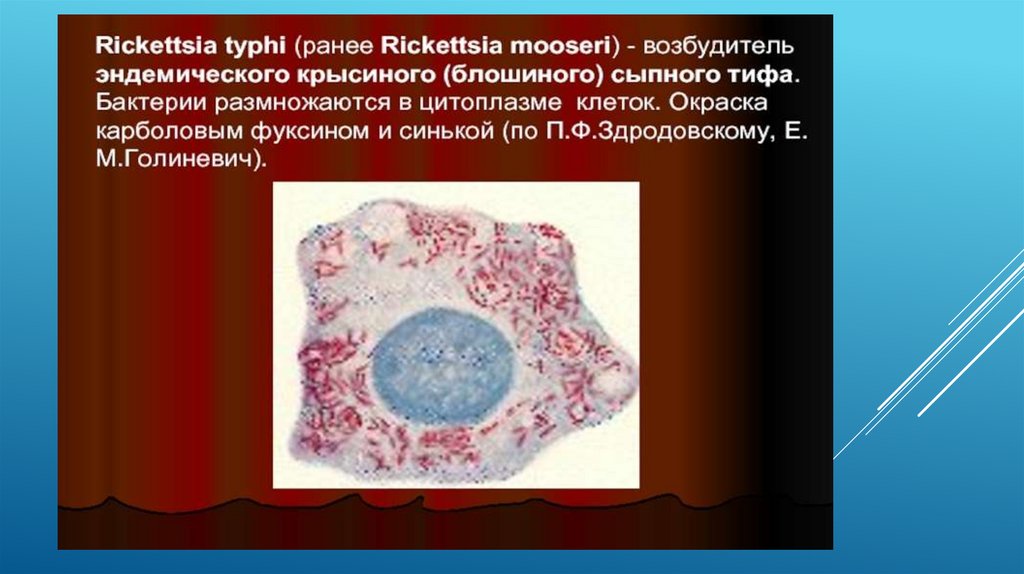 Токсины риккетсий. Риккетсия Провачека. Риккетсии возбудители. Rickettsia prowazekii морфология.