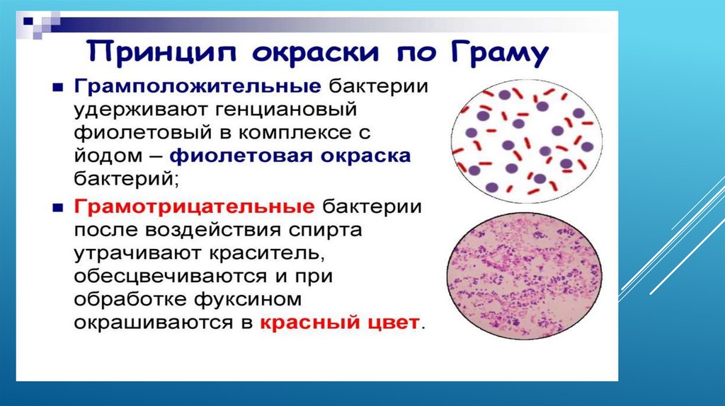 Токсины риккетсий. Бактерии риккетсии. Метод окраски риккетсий. Риккетсии окраска по Граму. Риккетсия Провачека.