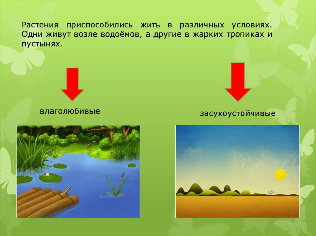 Растения влаголюбивые и засухоустойчивые 2 класс презентация