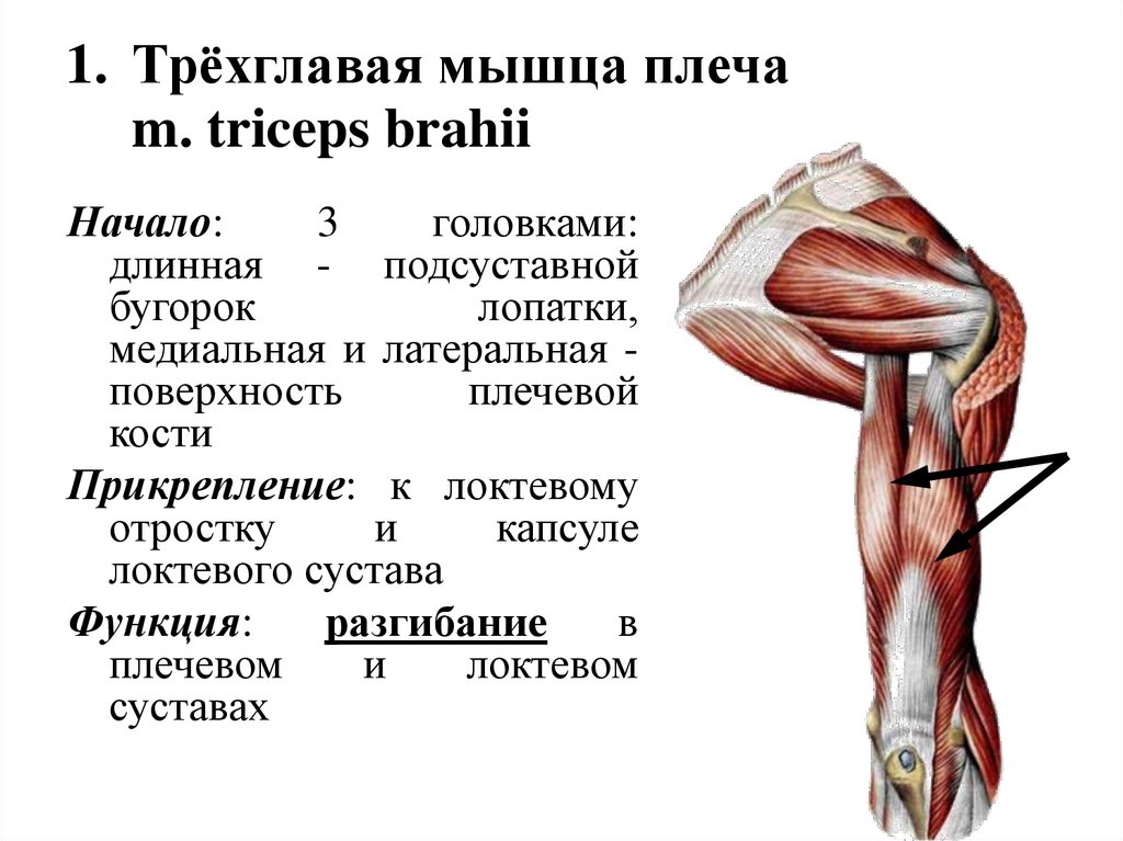 Трёхглавая мышца плеча m. triceps brahii