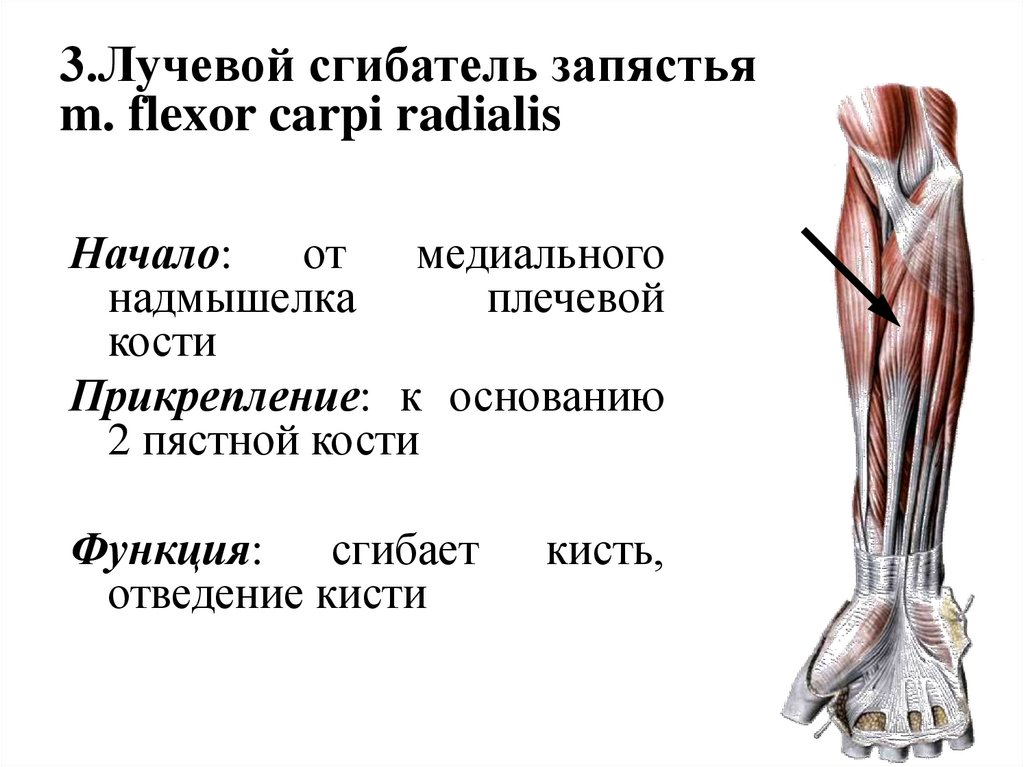 3.Лучевой сгибатель запястья m. flexor carpi radialis
