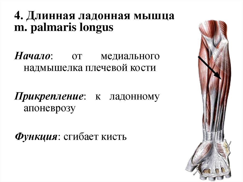 4. Длинная ладонная мышца m. palmaris longus
