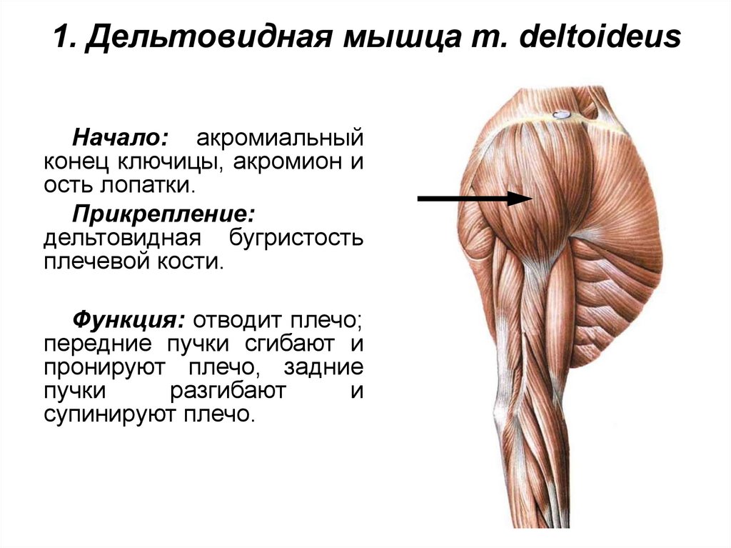 1. Дельтовидная мышца m. deltoideus