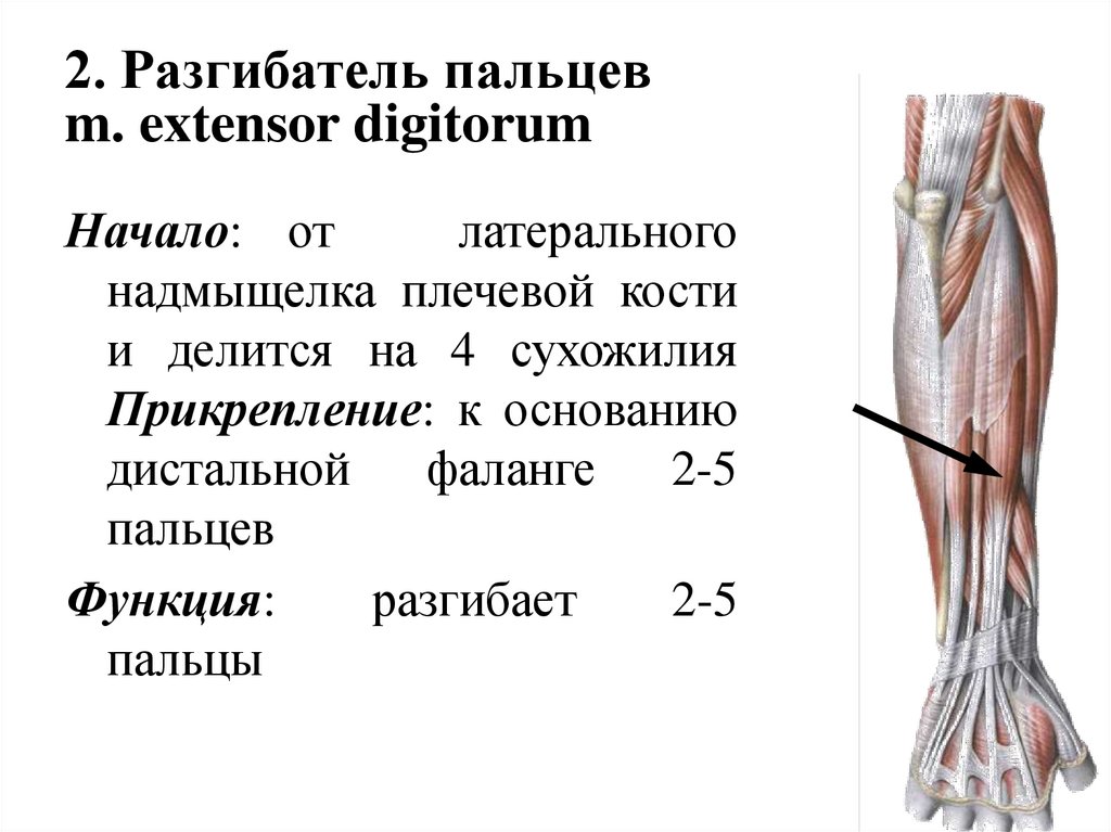 2. Разгибатель пальцев m. extensor digitorum
