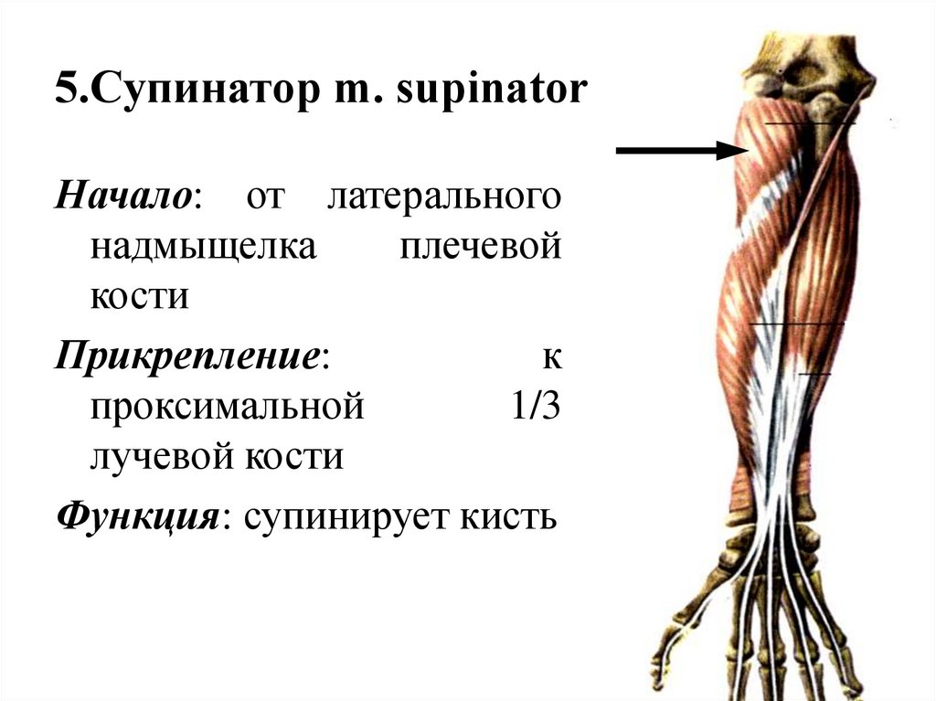 5.Супинатор m. supinator