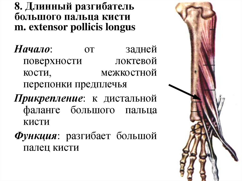 8. Длинный разгибатель большого пальца кисти m. extensor pollicis longus