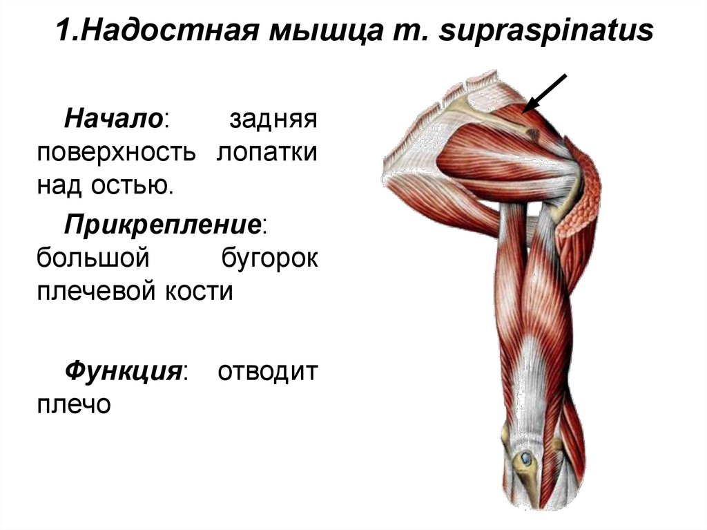 1.Надостная мышца m. supraspinatus