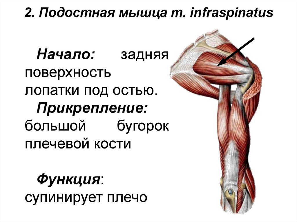 2. Подостная мышца m. infraspinatus