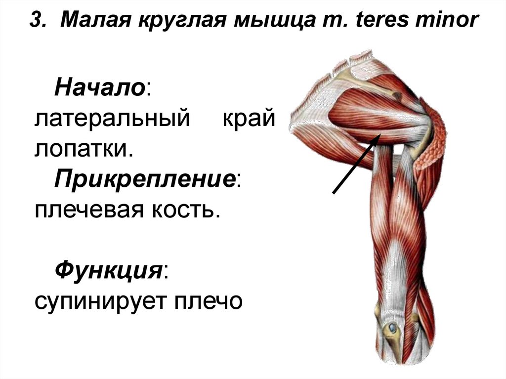 3. Малая круглая мышца m. teres minor