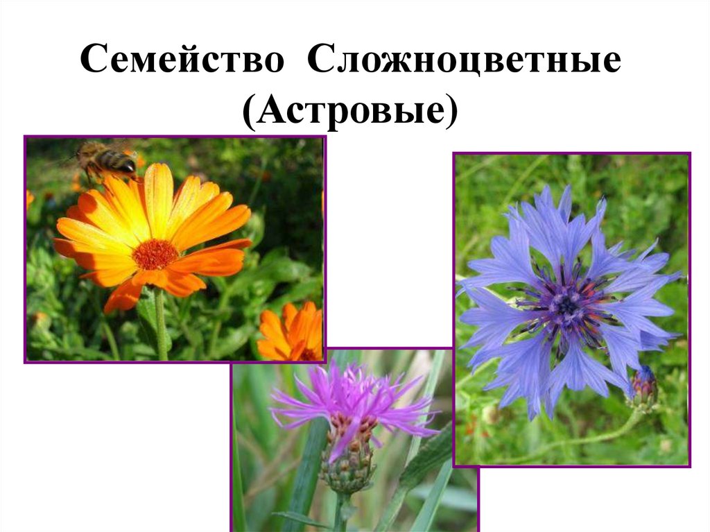 Названия растений семейства сложноцветных