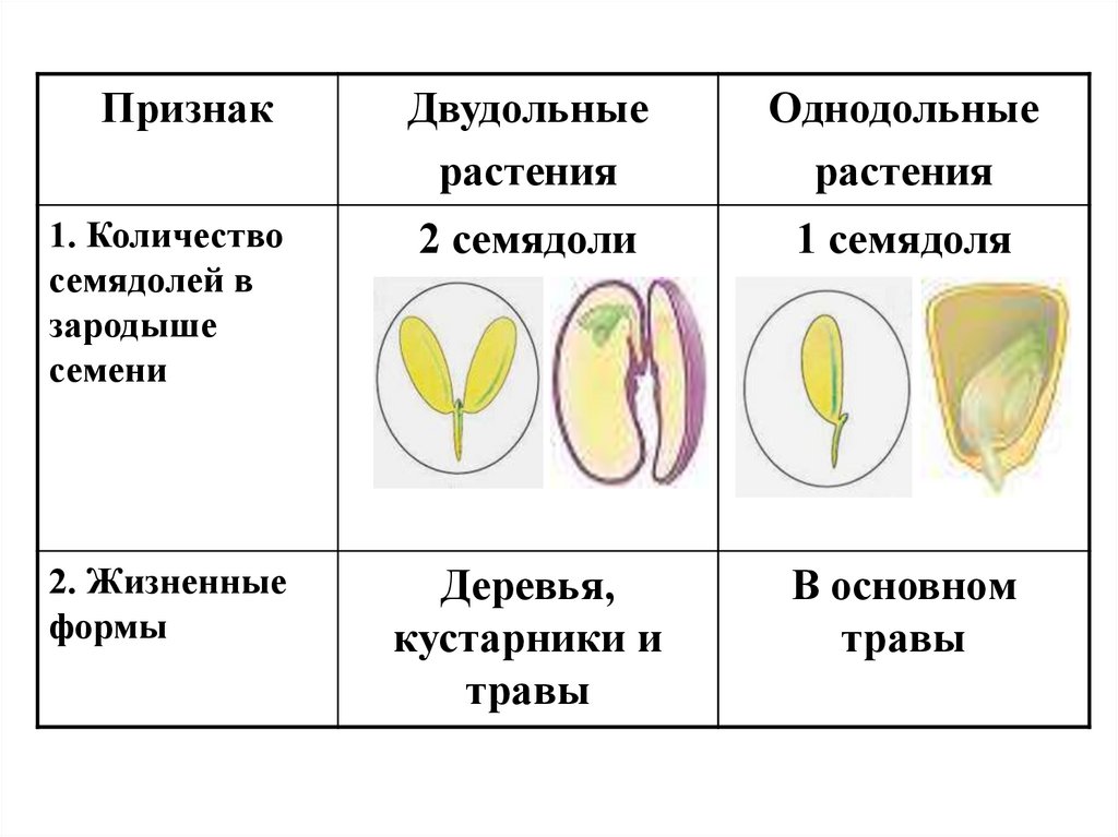 Семя содержит одну или две семядоли покрытосеменные. Жизненные формы однодольных и двудольных растений таблица. Жизненные формы у однодольных и двудольных растений. Однодольные 2) двудольные. Зародыш семени у однодольных и двудольных.