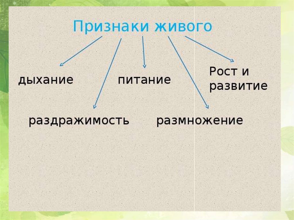 Жизнедеятельность клетки 6 класс ответы