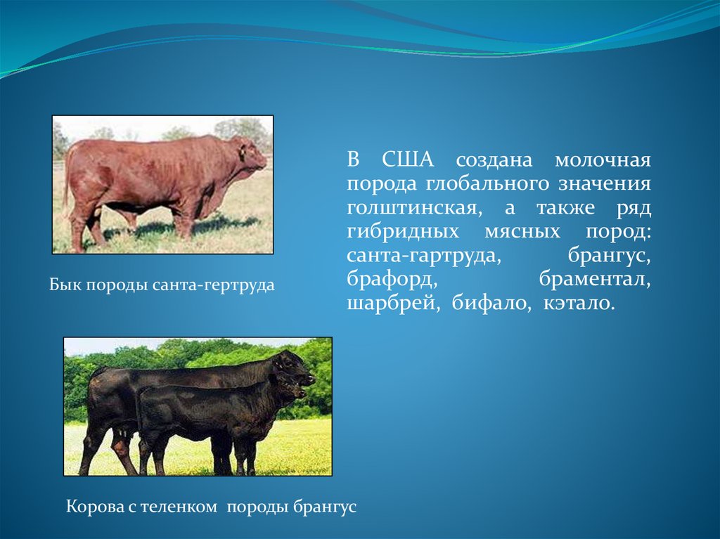 абердин-ангусская порода коров. живая масса телят абердин-ангусской породы по месяцам. абердин-ангусская корова молоко. абердин-ангусская породы крупного рогатого скота. порода абердин бычки.