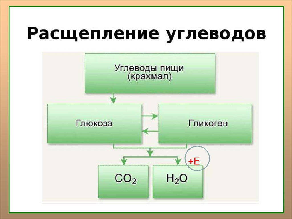 Продукты распада воды. Расщепление углеводов начинается в. Где расщепляются углеводы. Углеводы в питании спортсменов. Процесс расщепления углеводов.