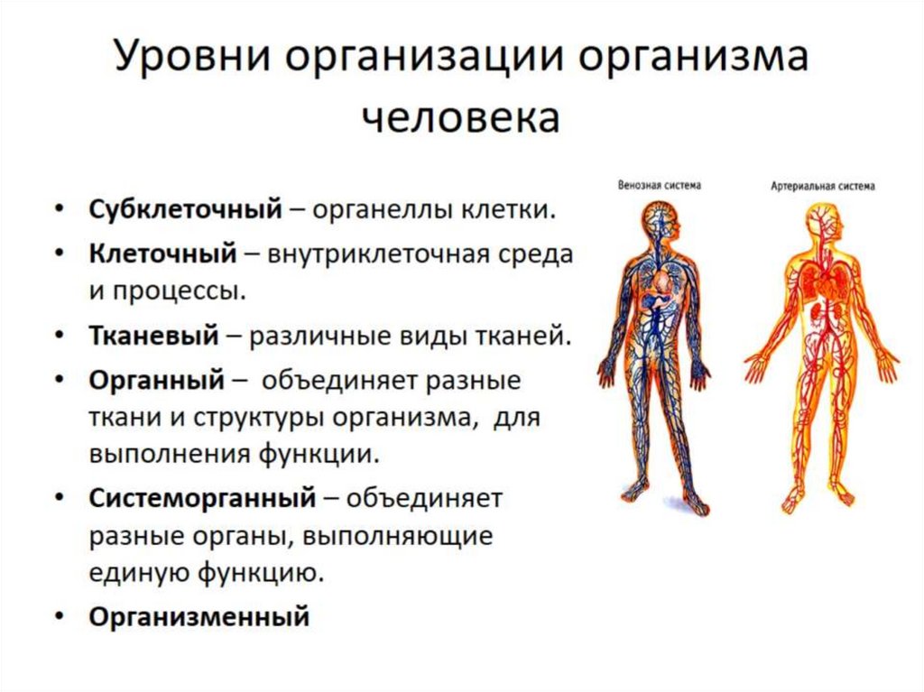 Презентация ткани органы и системы органов человека