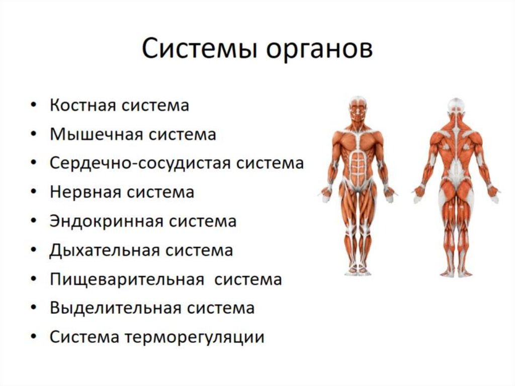 Организм является объектом изучения. Системы органов. Органы и системы органов человека. Си тема органов человека. Анатомия и физиология человека.