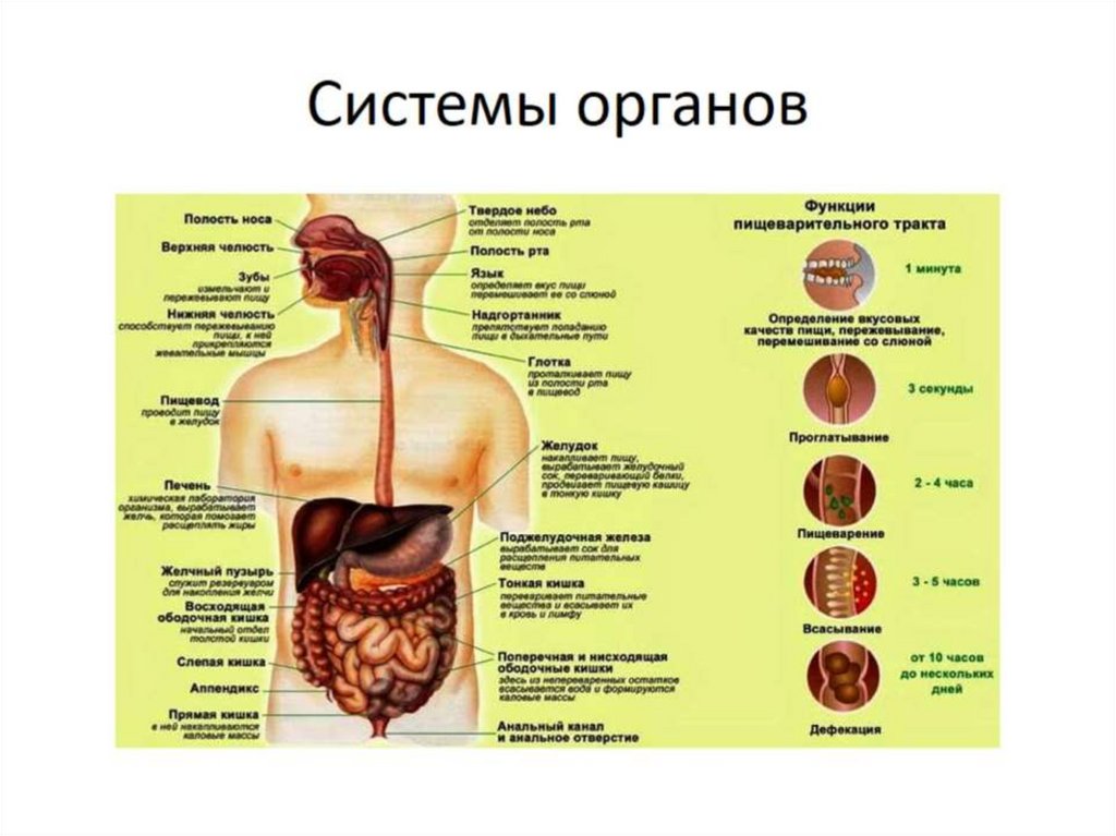 Какие структуры организма. Системы органов. Органы и системы органов. Анатомия орган система органов. Что такое система органов человека в физиологии.