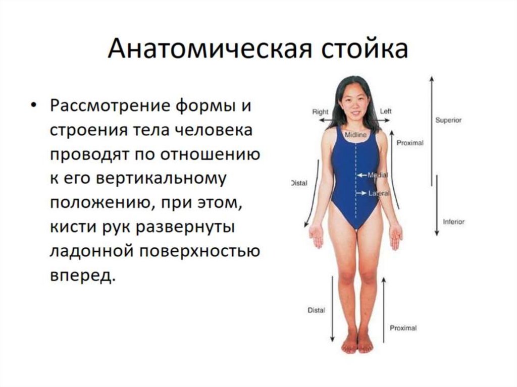 При помещении тела в положение. Анатомическая стойка. Строение тела. Туловище человека. Анатомическое положение тела.