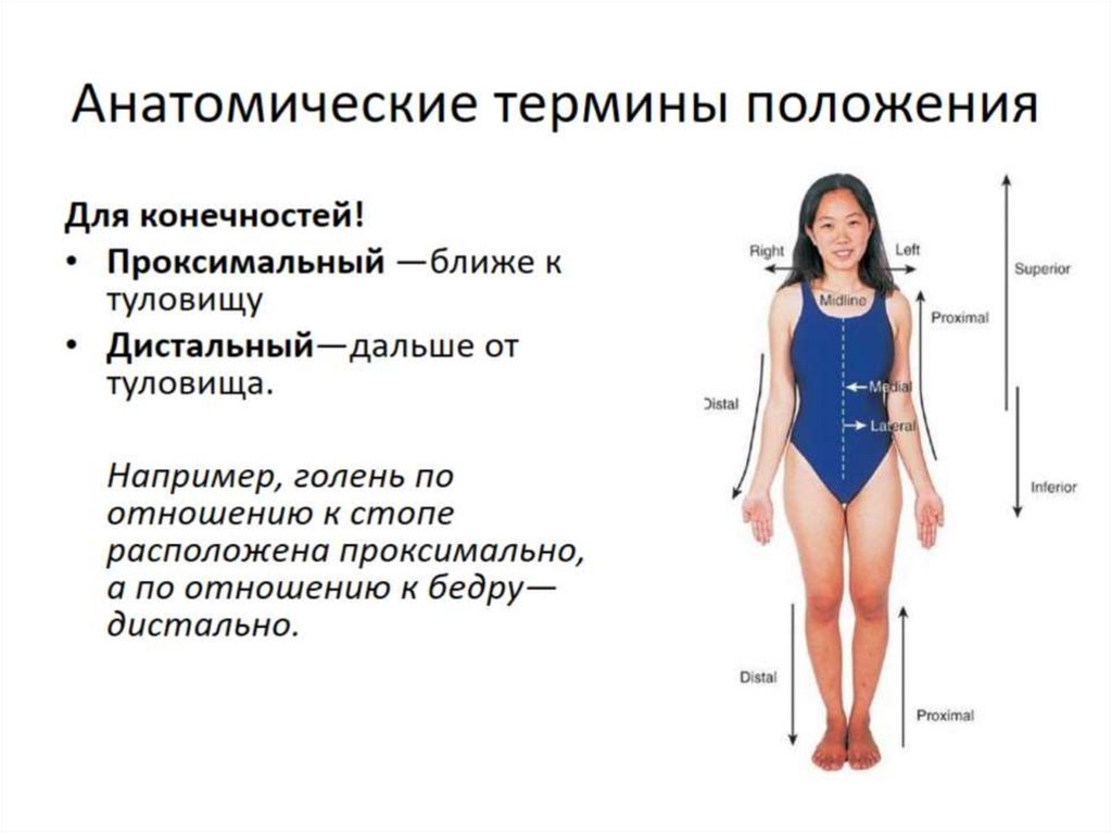 Значимое положение. Анатомическая терминология. Терминология в анатомии человека. Анатомические термины положения. Термины применяемые в анатомии.