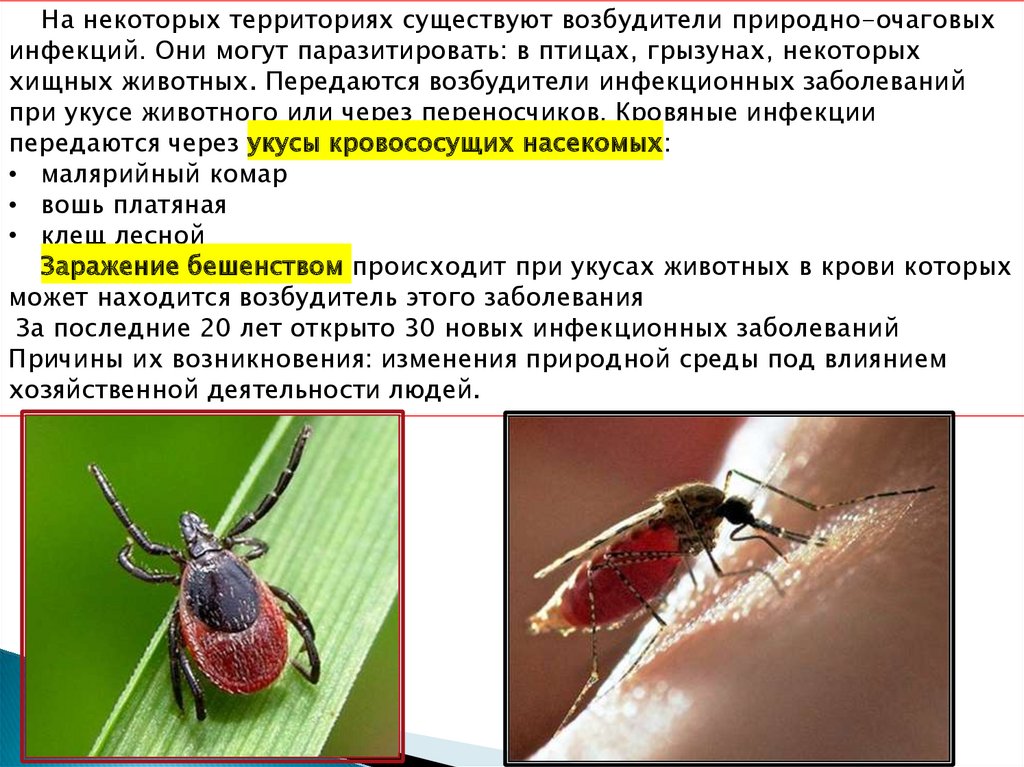 Инфекции передающиеся через укусы кровососущих насекомых. Инфекции через укусы насекомых. Насекомые переносчики заболеваний. Кровяная инфекция передается через укусы кровососущих насекомых. Переносчики инфекционных болезней животных.