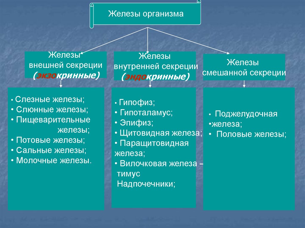 Половая железа Тип секреции. Методы изучения функций желез внутренней секреции. Железы организма схема. Самая крупная железа в организме.