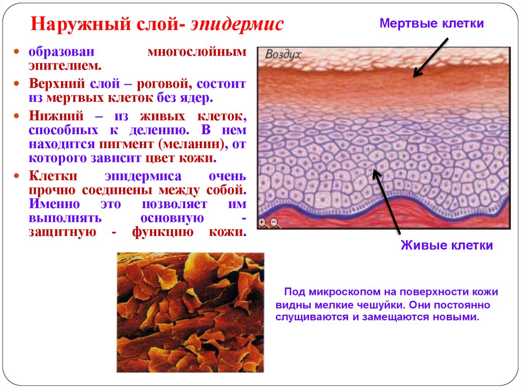 Электронная кожа презентация