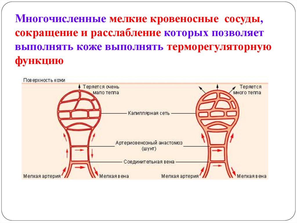 Строение и функции кожи 8 класс тест