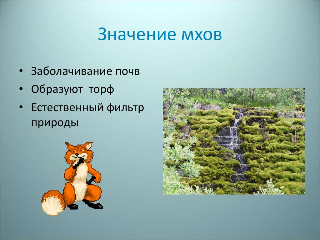 Мхи в природе и жизни человека. Значение мхов. Значение мхов в природе. Значение моховидных в природе. Эволюционное значение мхов.