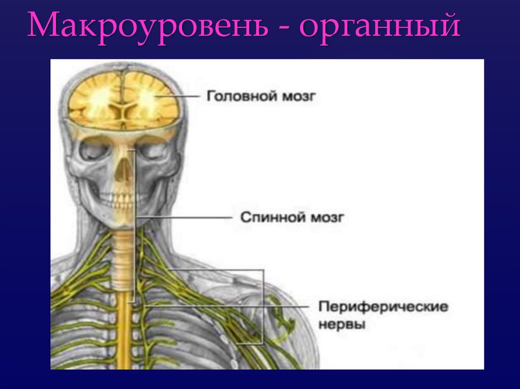 Макроуровень - органный