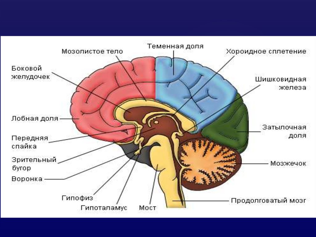 Картинка головного мозга человека с подписями