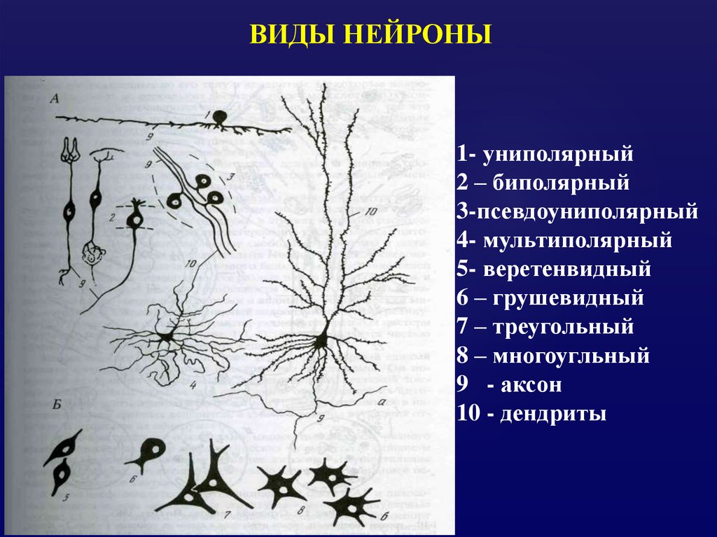 Псевдоуниполярный нейрон рисунок