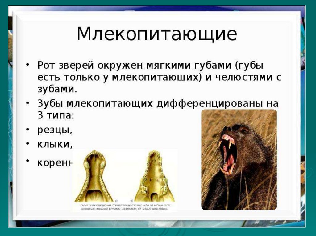 Почему зубы млекопитающих отличаются. Млекопитающие презентация. Зубы млекопитающих. Млекопитающие тема для слайда. Зубы млекопитающих презентация.