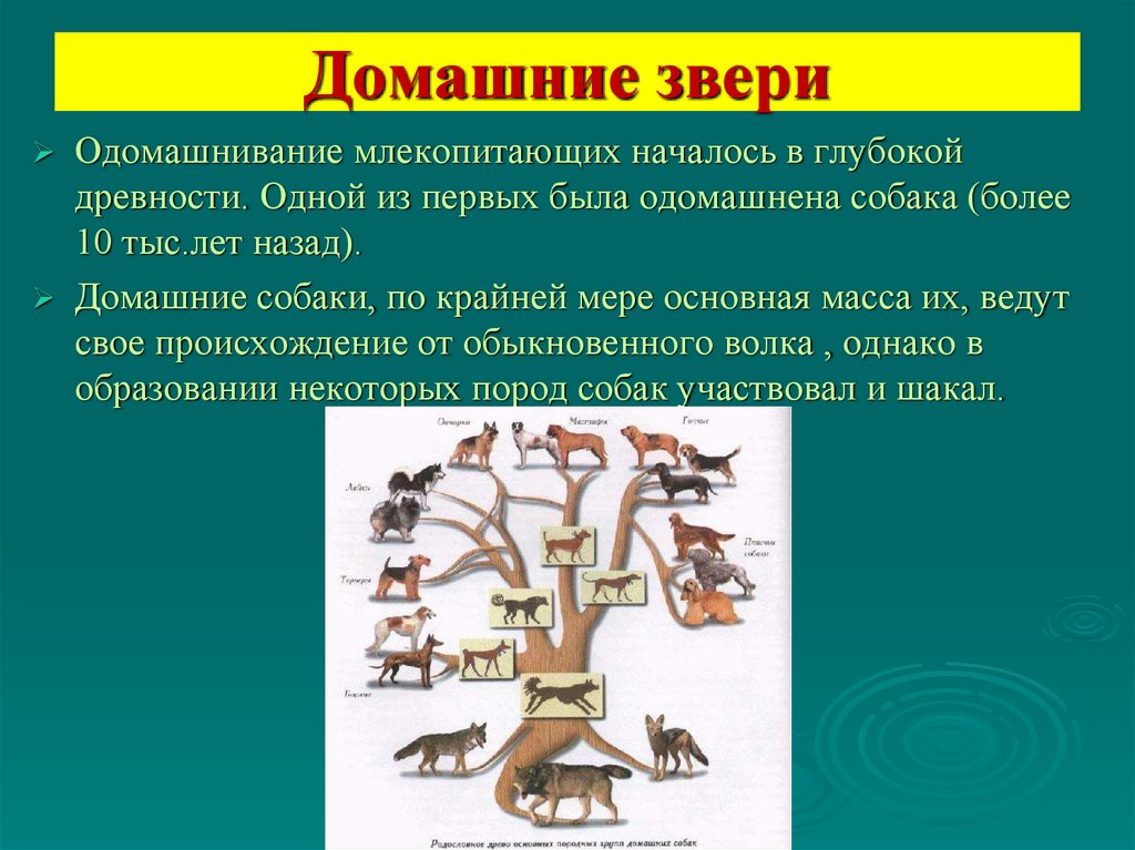 Звери биология 7 класс. Млекопитающие презентация. Млекопитающие презентация 7. Происхождение животных. Урок на тему происхождение млекопитающих.