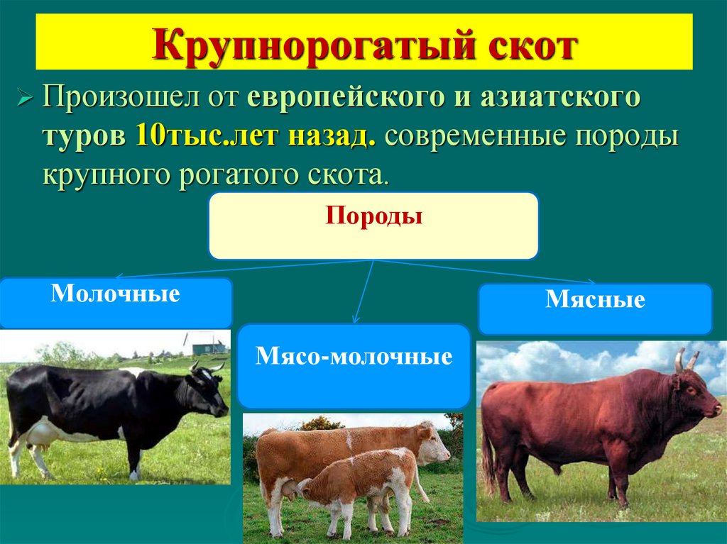 Порода это класс биология. Классификация пород коров. Породы крупного рогатого скота. Классификация крупного рогатого скота. Породы крупнорогатого скота.