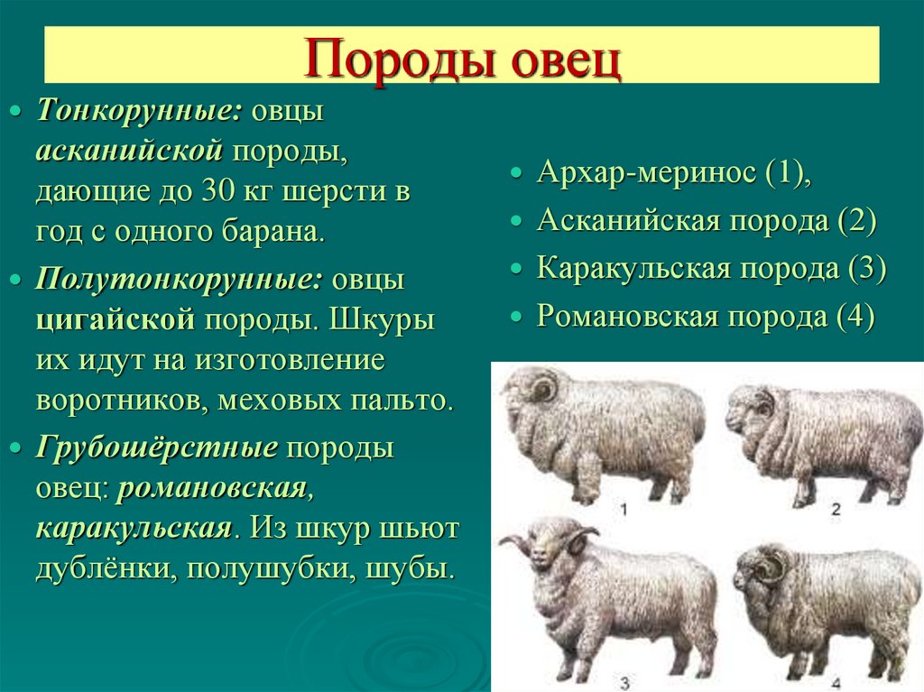 Направление шерсти. Цигайская порода овец характеристика. Породы овец тонкорунные полутонкорунные грубошерстные. Мериносы порода овец характеристика. Породы овец тонкорунные полутонкорунные полугрубошерстные таблица.