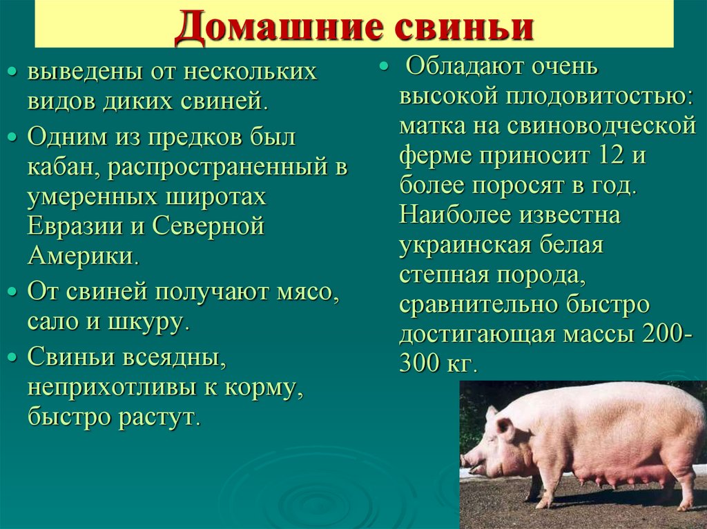 В чем заключается хозяйственное значение свиней. Описание свиньи. Сообщение о свинье. Краткое описание свиньи. Доклад о свинье.