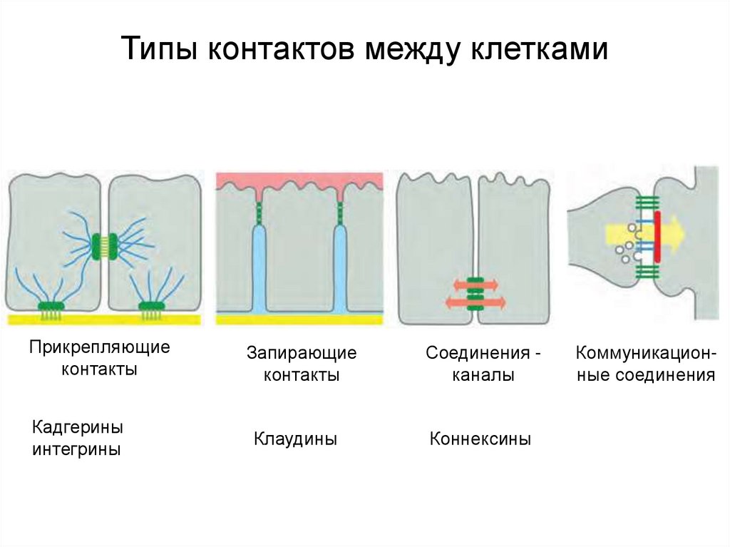 Сложные соединения клеток. Типы межклеточных соединений. Межклеточные соединения (контакты). Типы межклеточных соединений простые. Типы межклеточных контактов таблица.