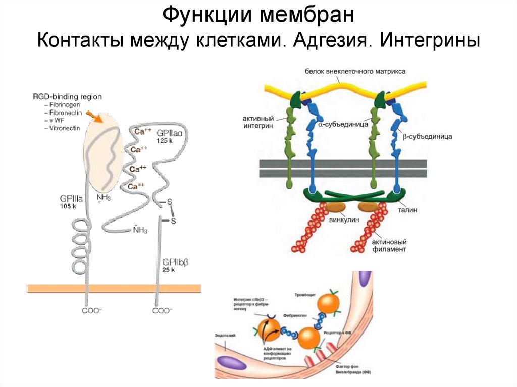 Белки мембраны функции